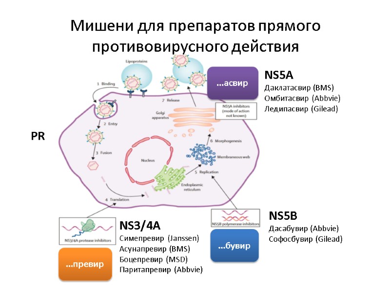 Мишени для препаратов прямого противовирусного действия ...превир ...бувир ...асвир NS3/4A Симепревир (Janssen) Асунапревир (BMS)